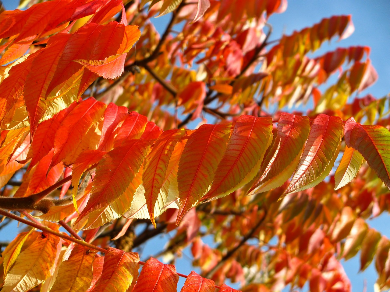 orange red leaves free photo