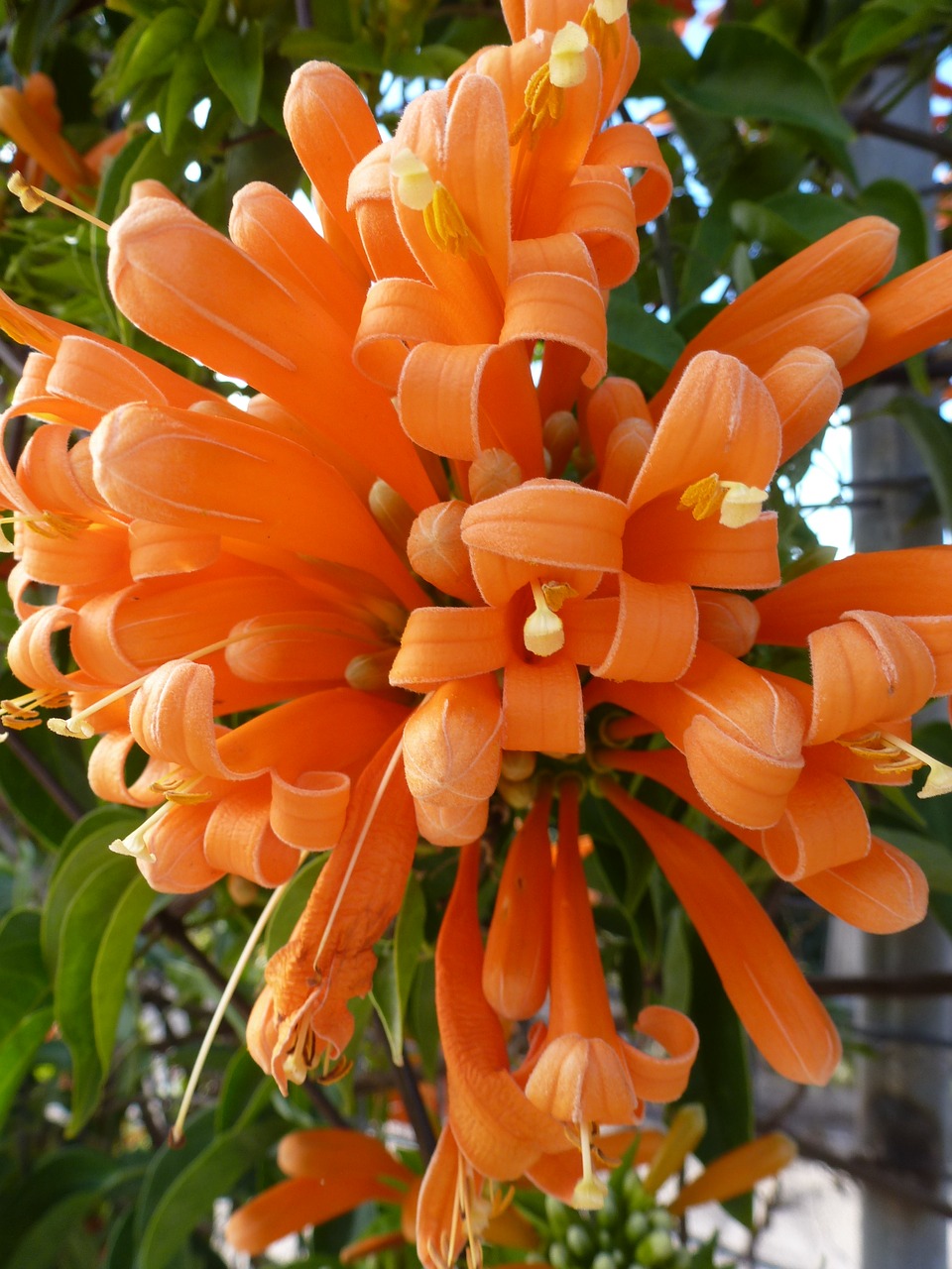 orange flowers orange flowers free photo