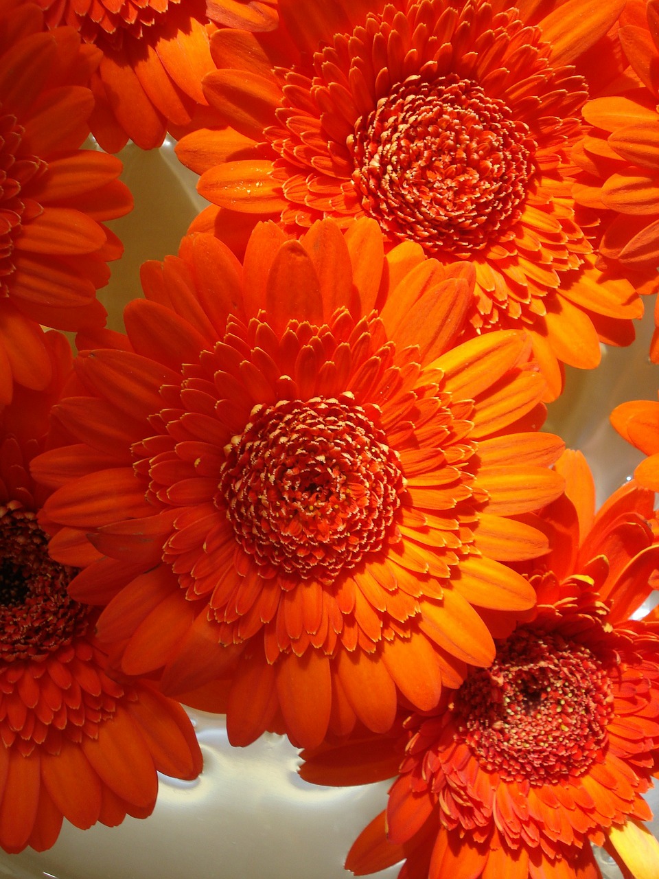 orange flower bouquet free photo