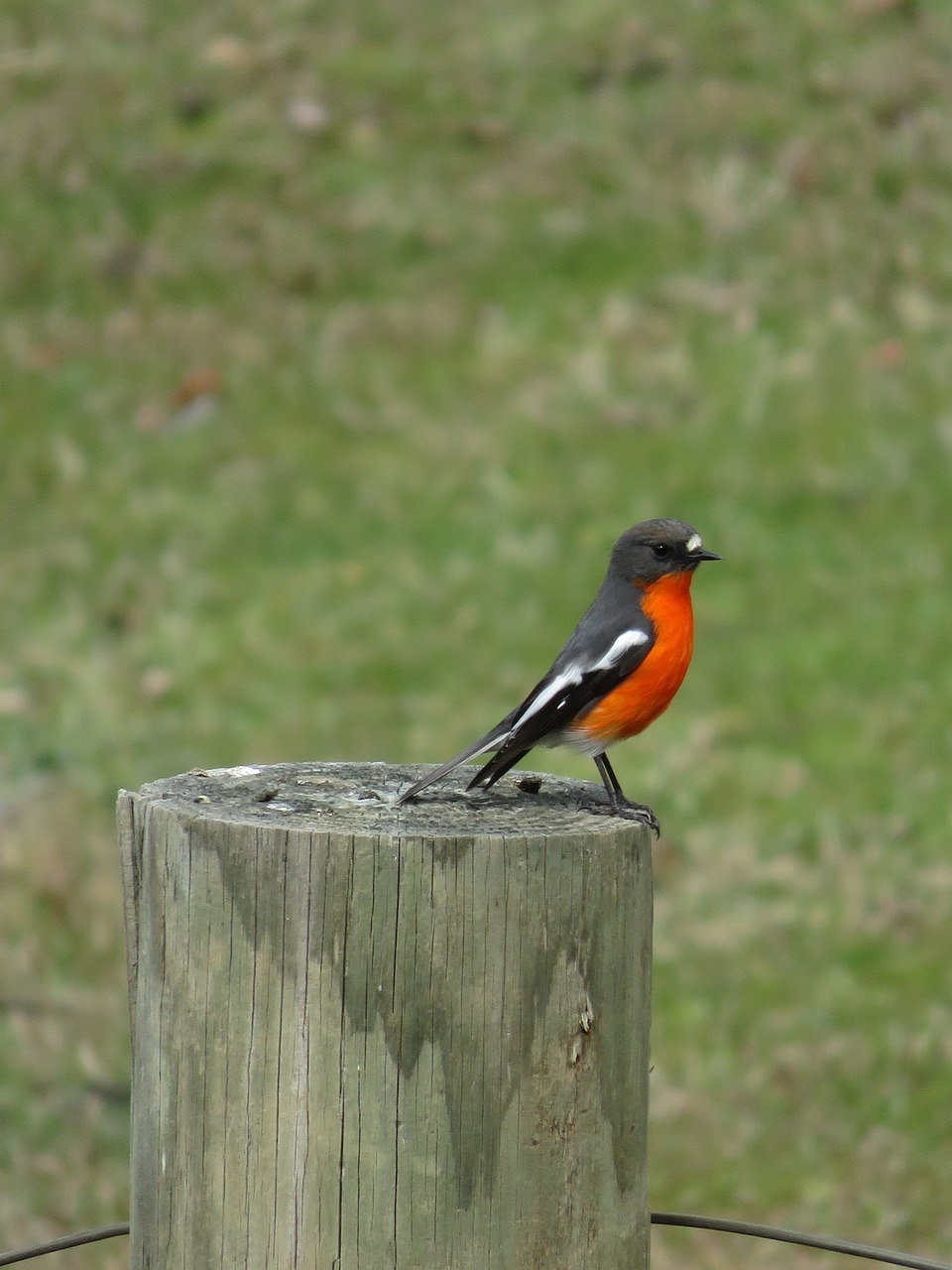 orange breasted robin free photo
