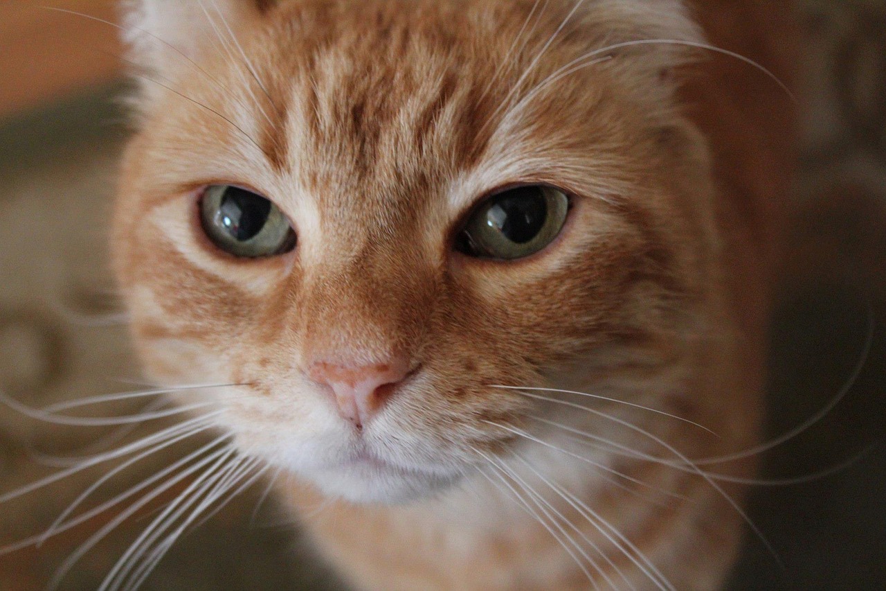 orange cat close-up free photo