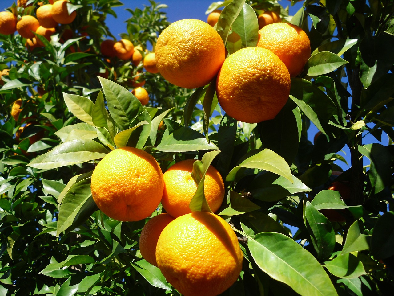 orange fruit seville free photo