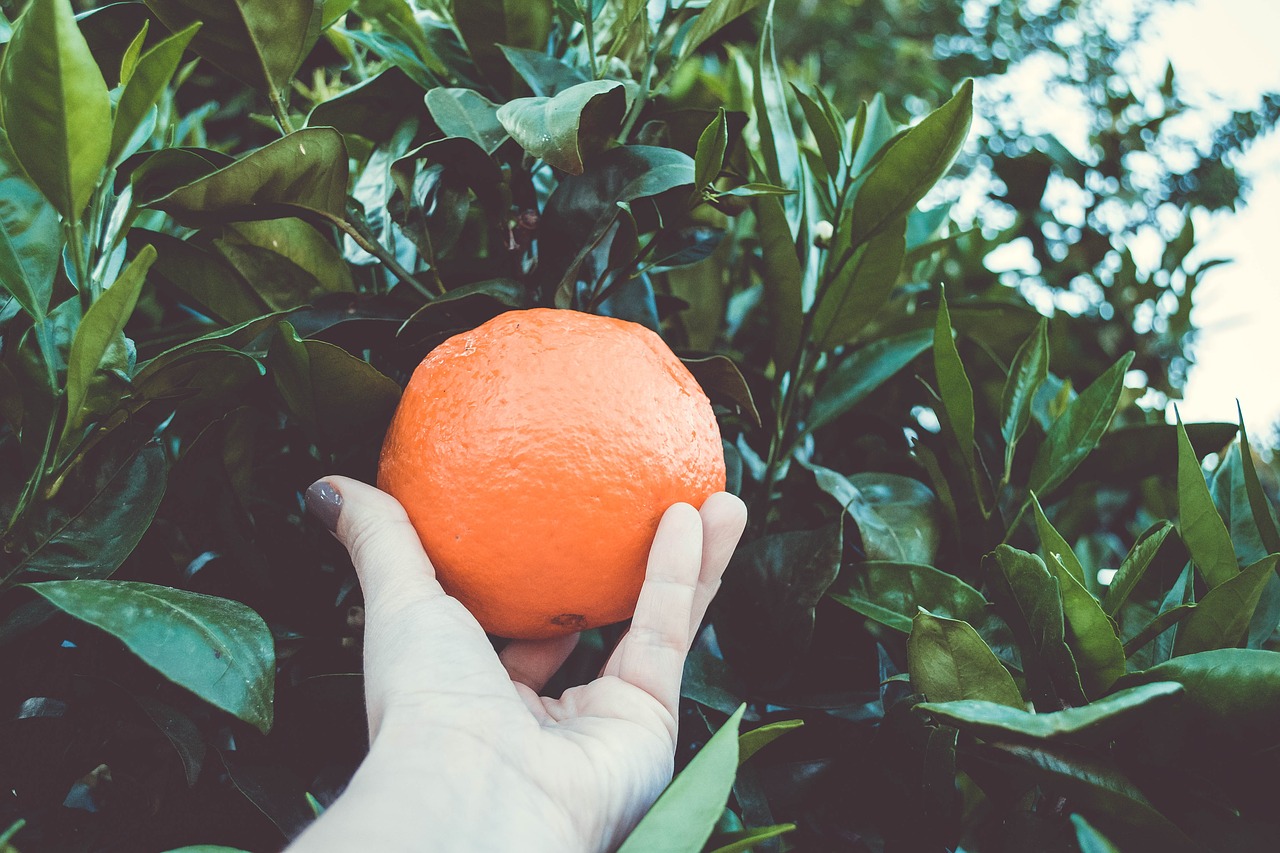 orange tree hand free photo