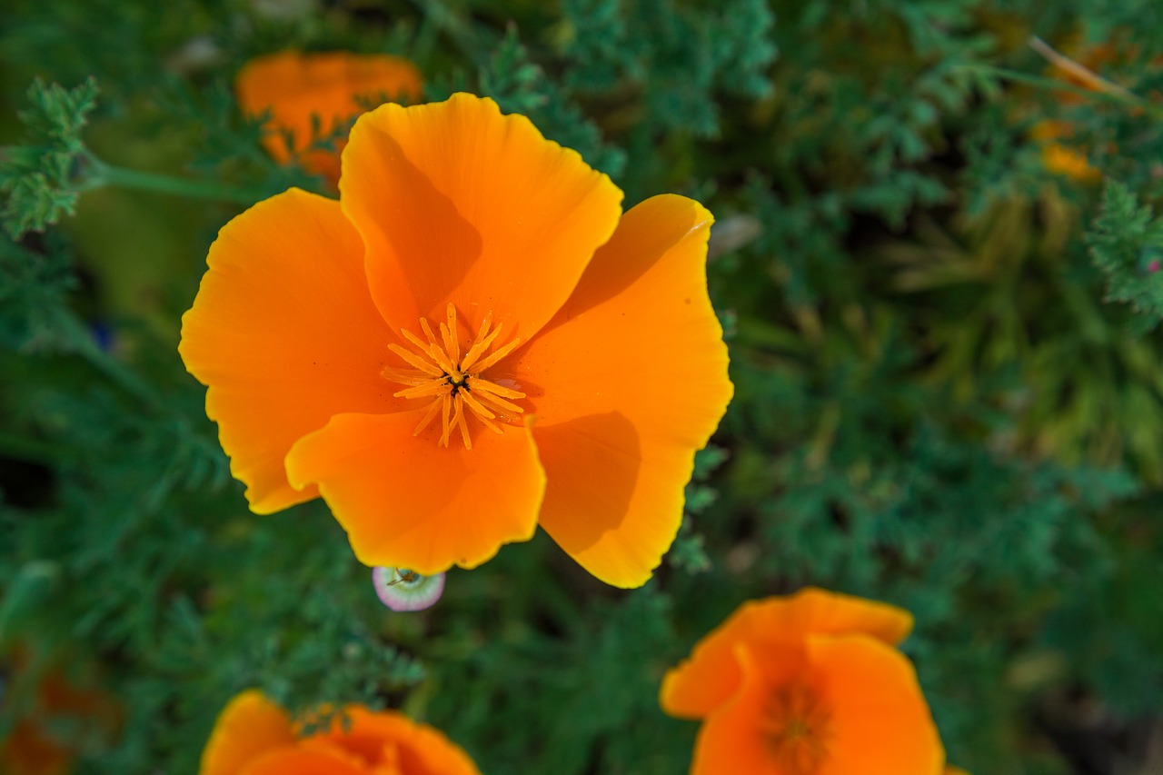 orange flower floral free photo