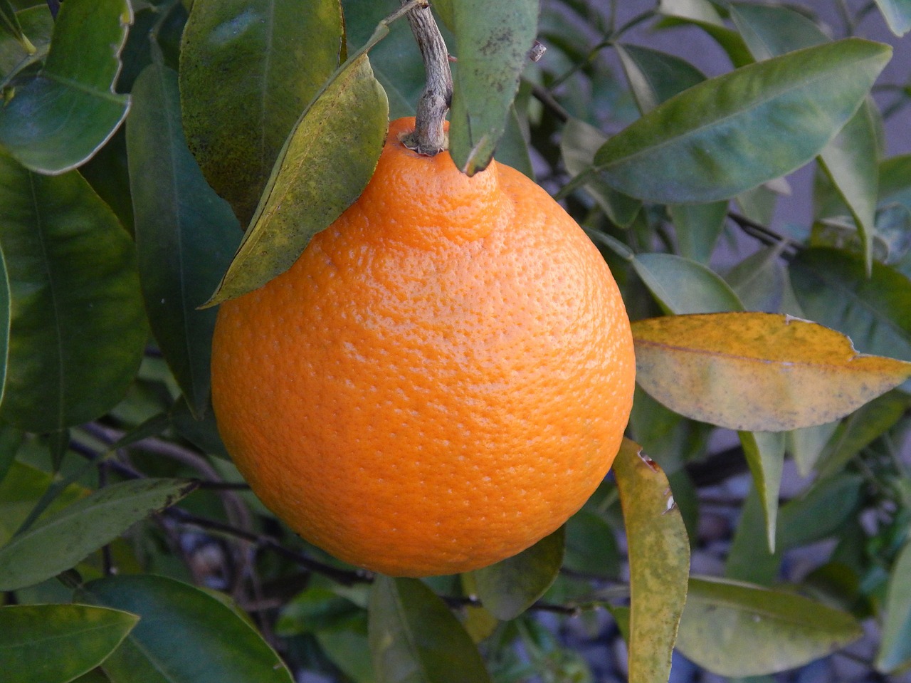 orange orange tree leaves free photo