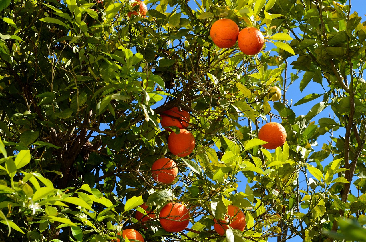orange orange tree fruit free photo