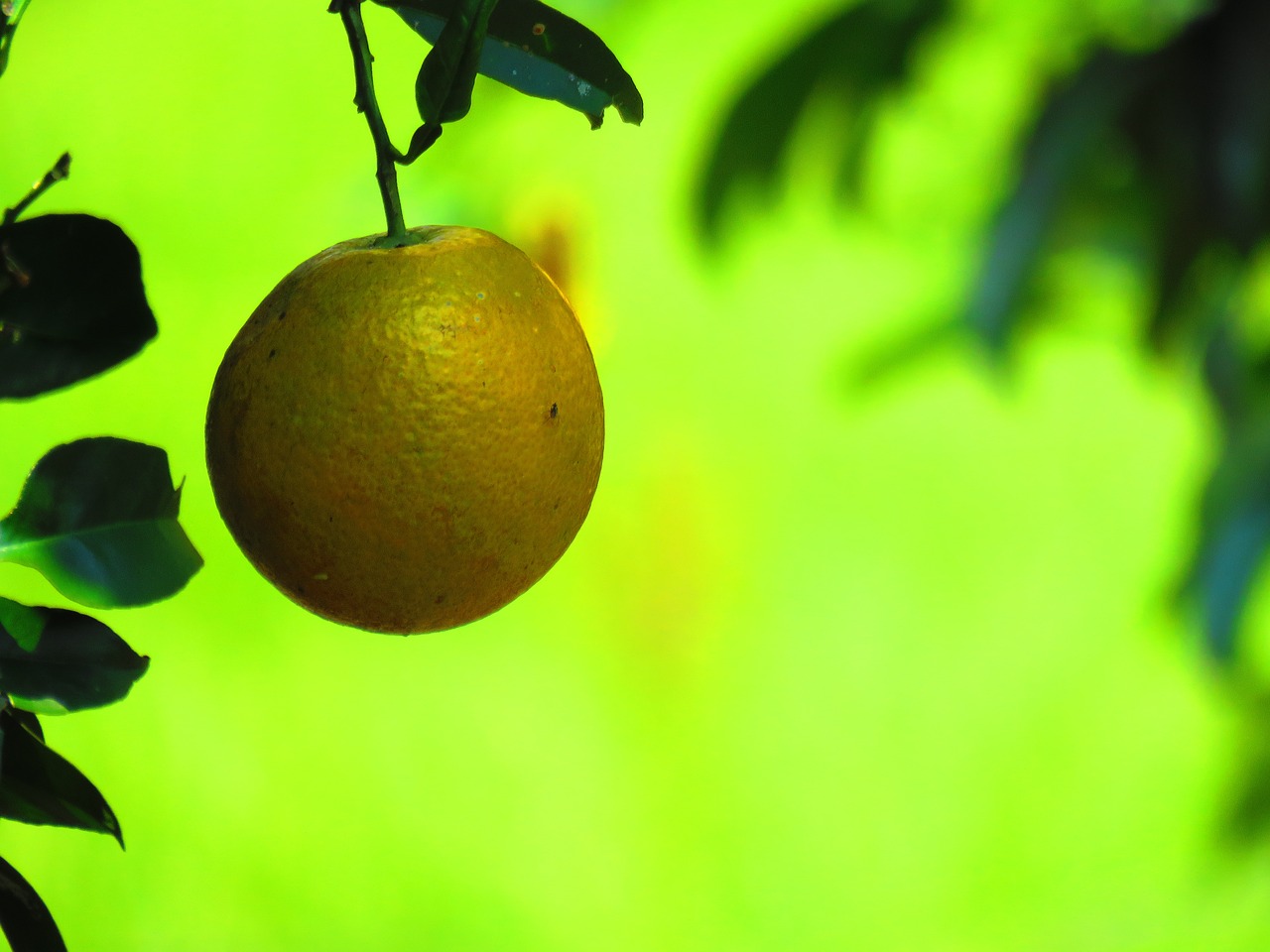 orange citric fruit free photo
