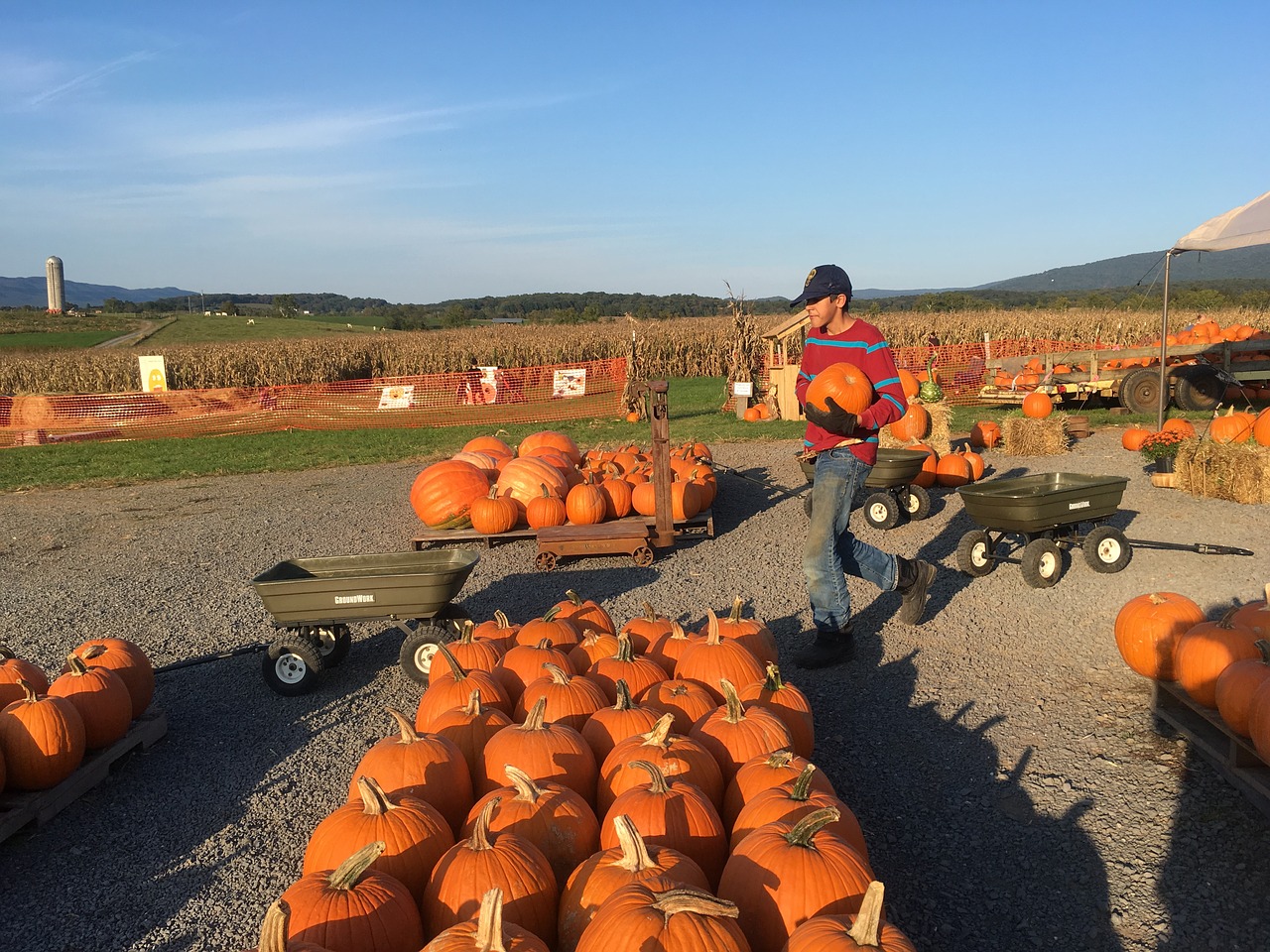 orange pumking field free photo