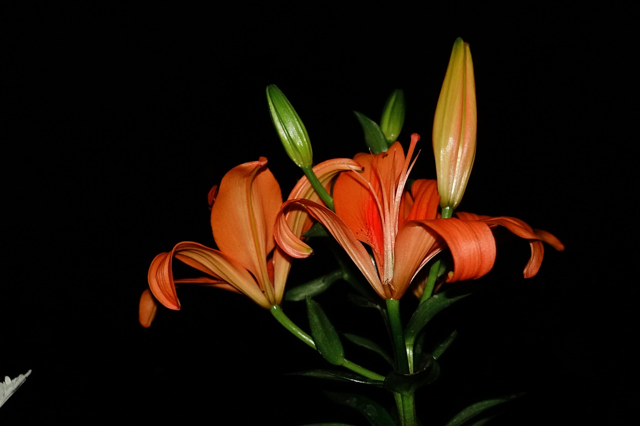 orange spring flowers arrangement free photo