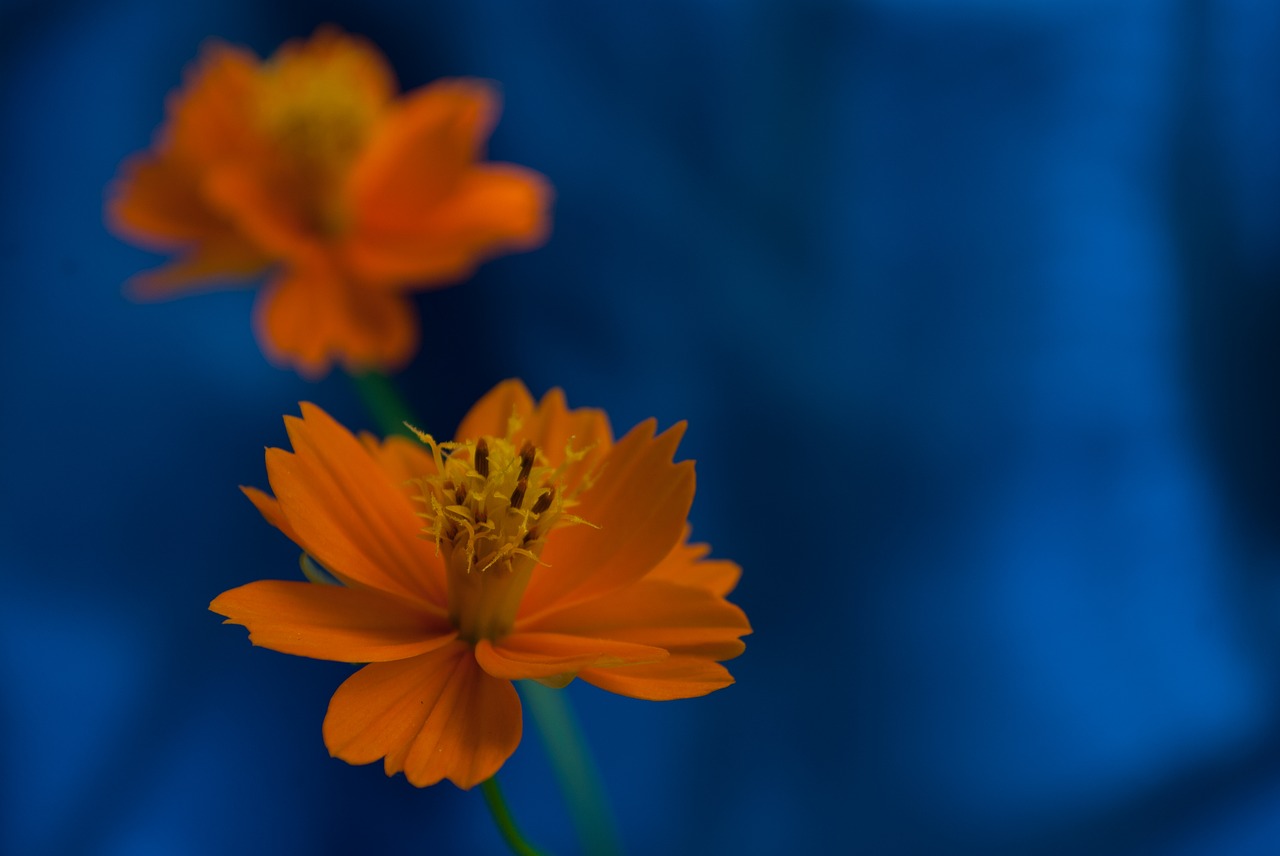 orange flower small free photo