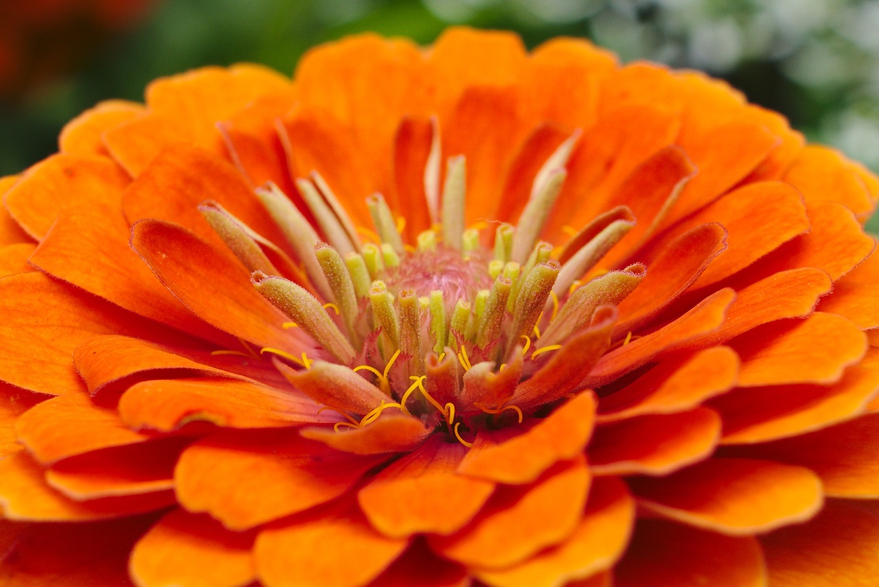 orange flower macro free photo