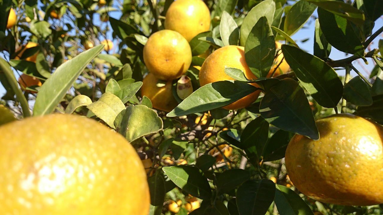 orange nature bright free photo