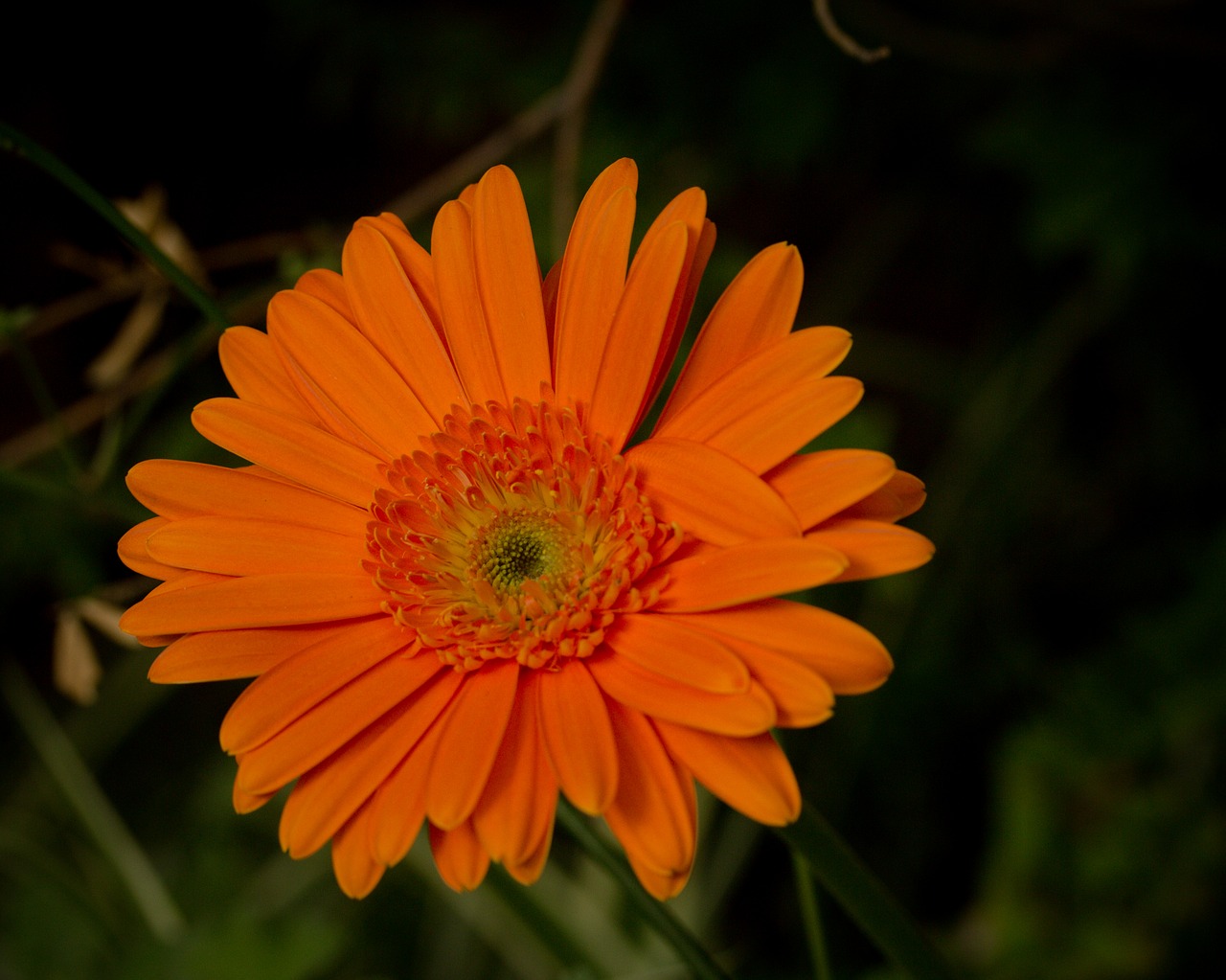 orange flower daisy free photo