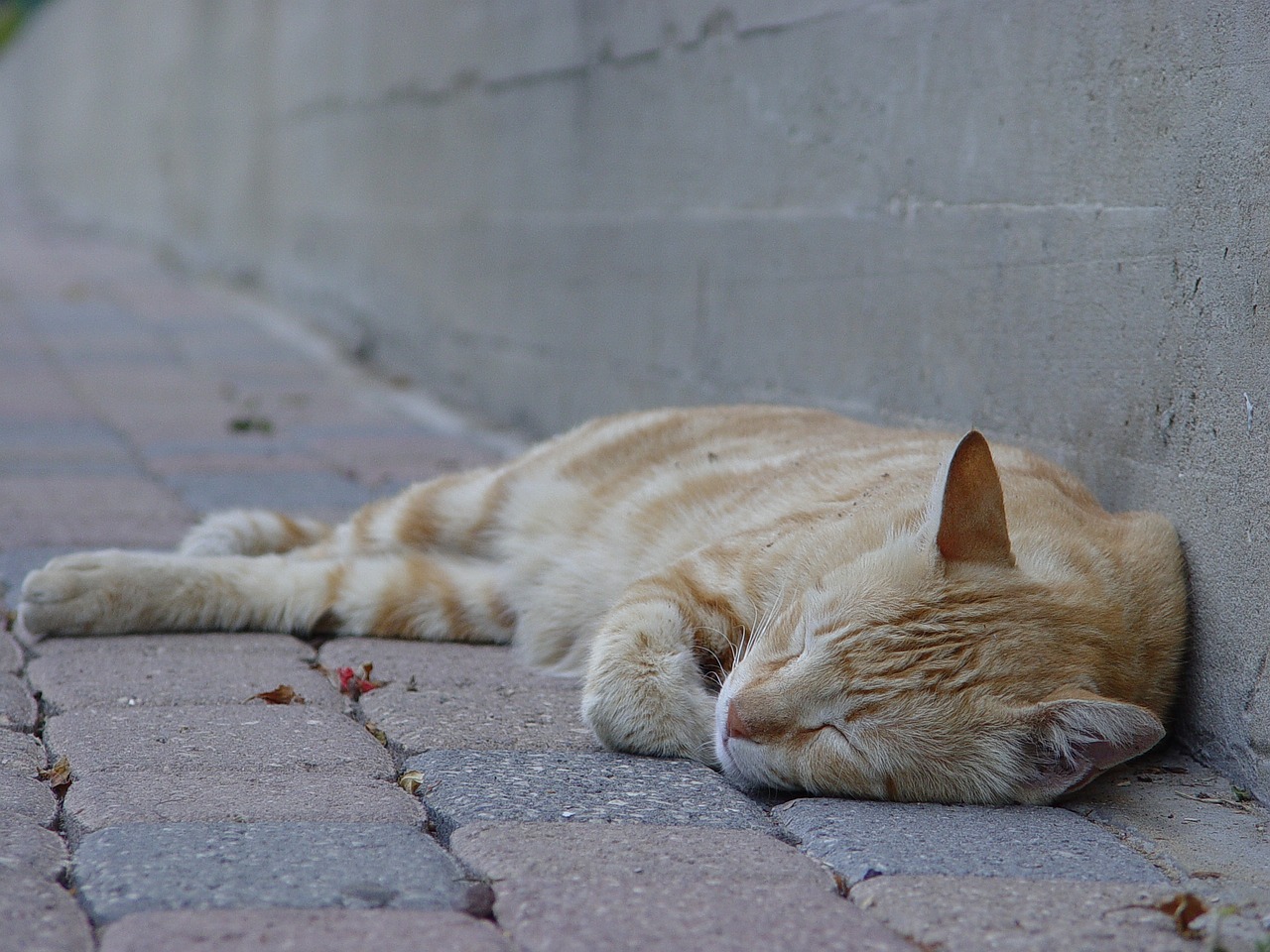 orange cat sleep free photo