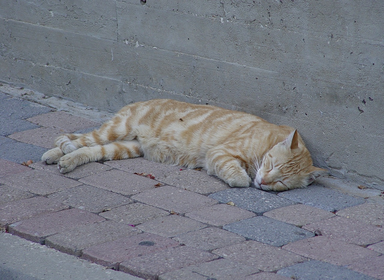 orange cat sleep free photo