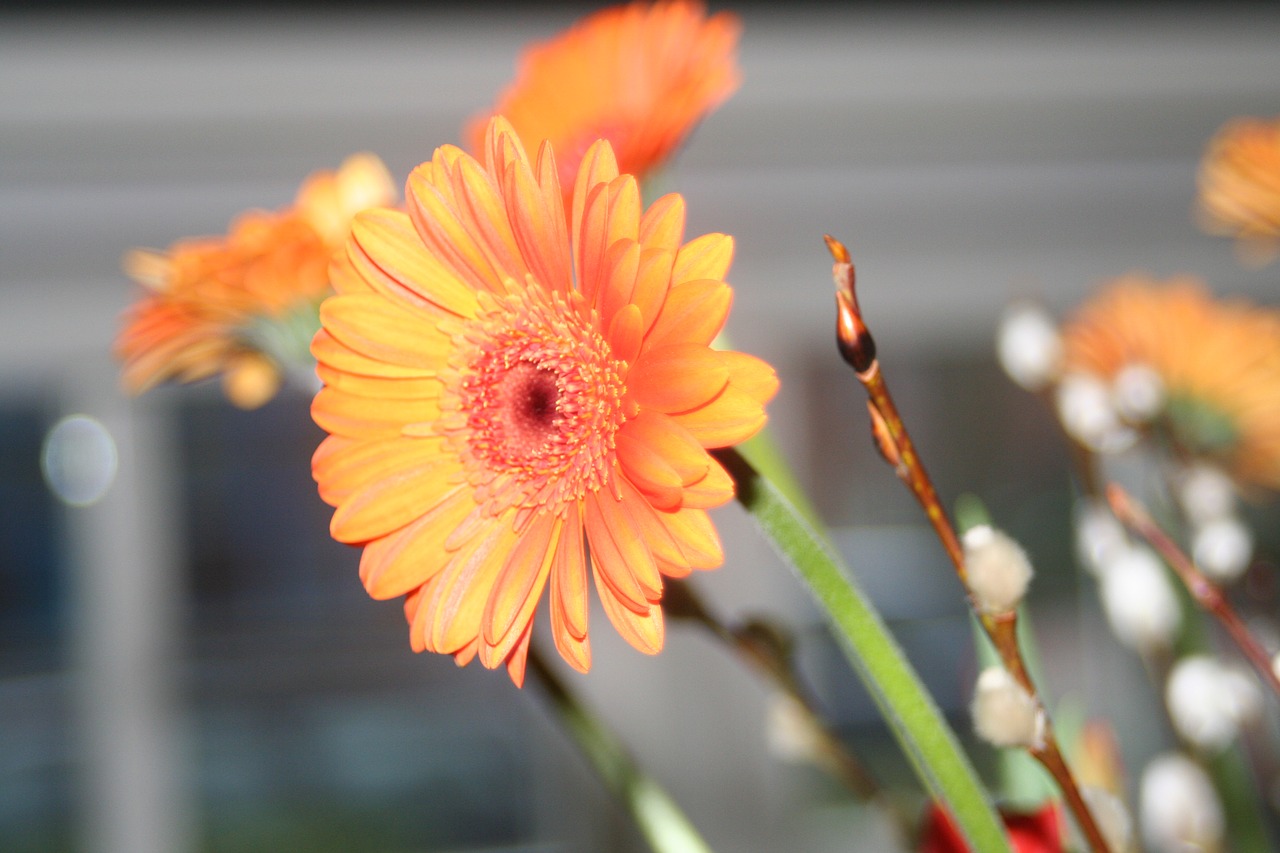 orange daisy flower free photo