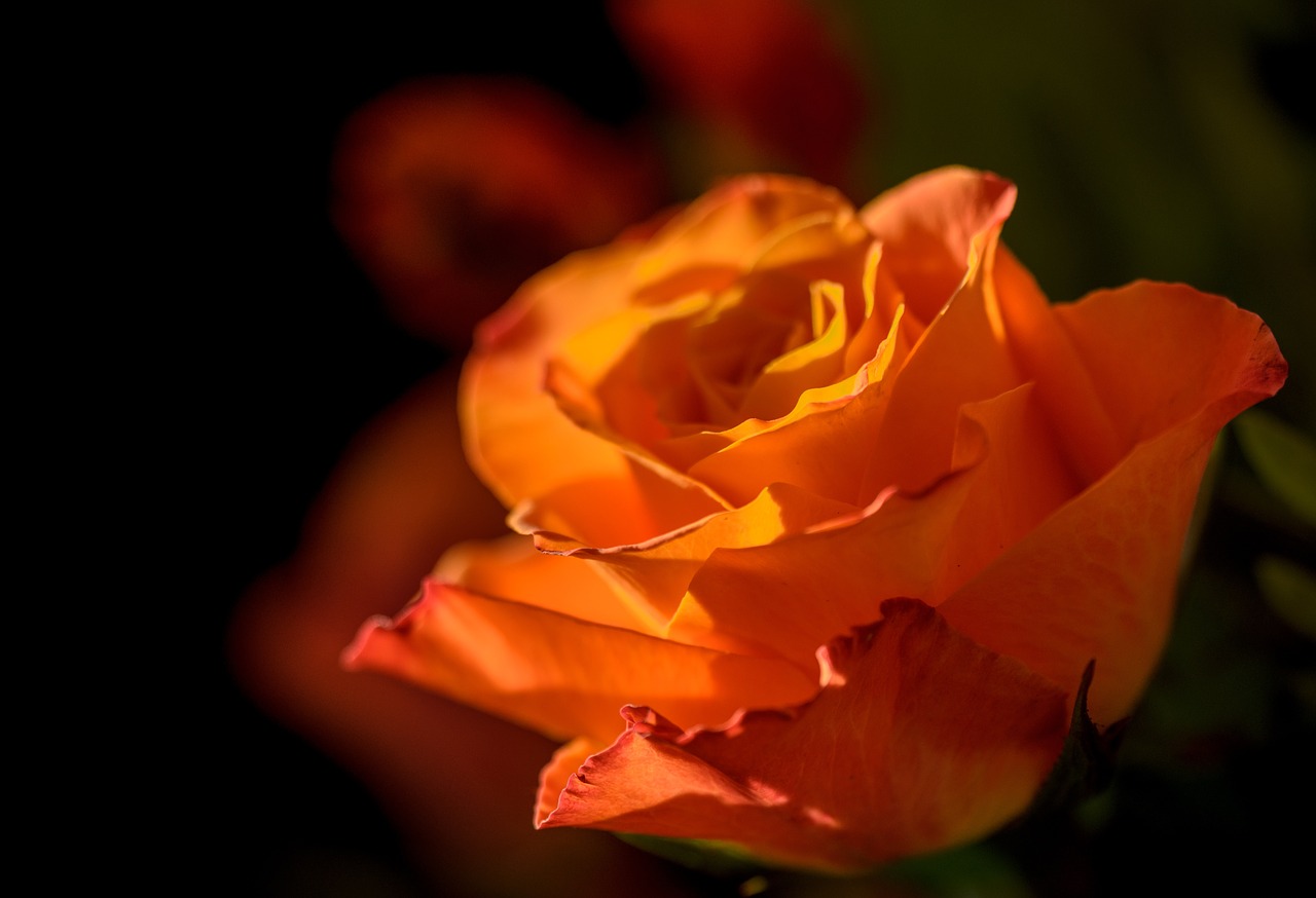 orange petal flower free photo