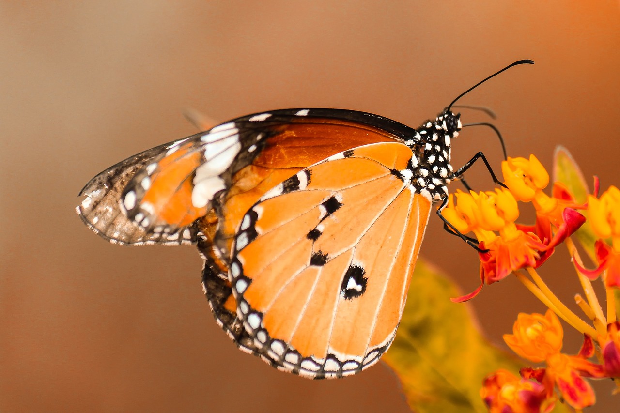 orange butterfly flower free photo