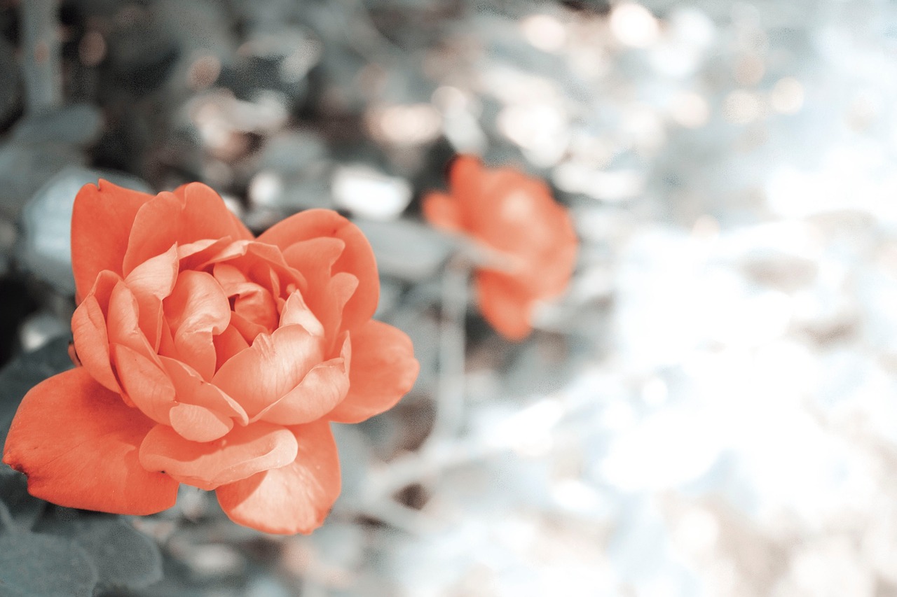 orange flower petal free photo