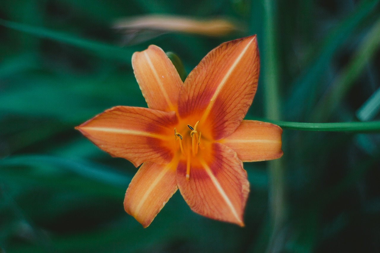 orange flower nature free photo