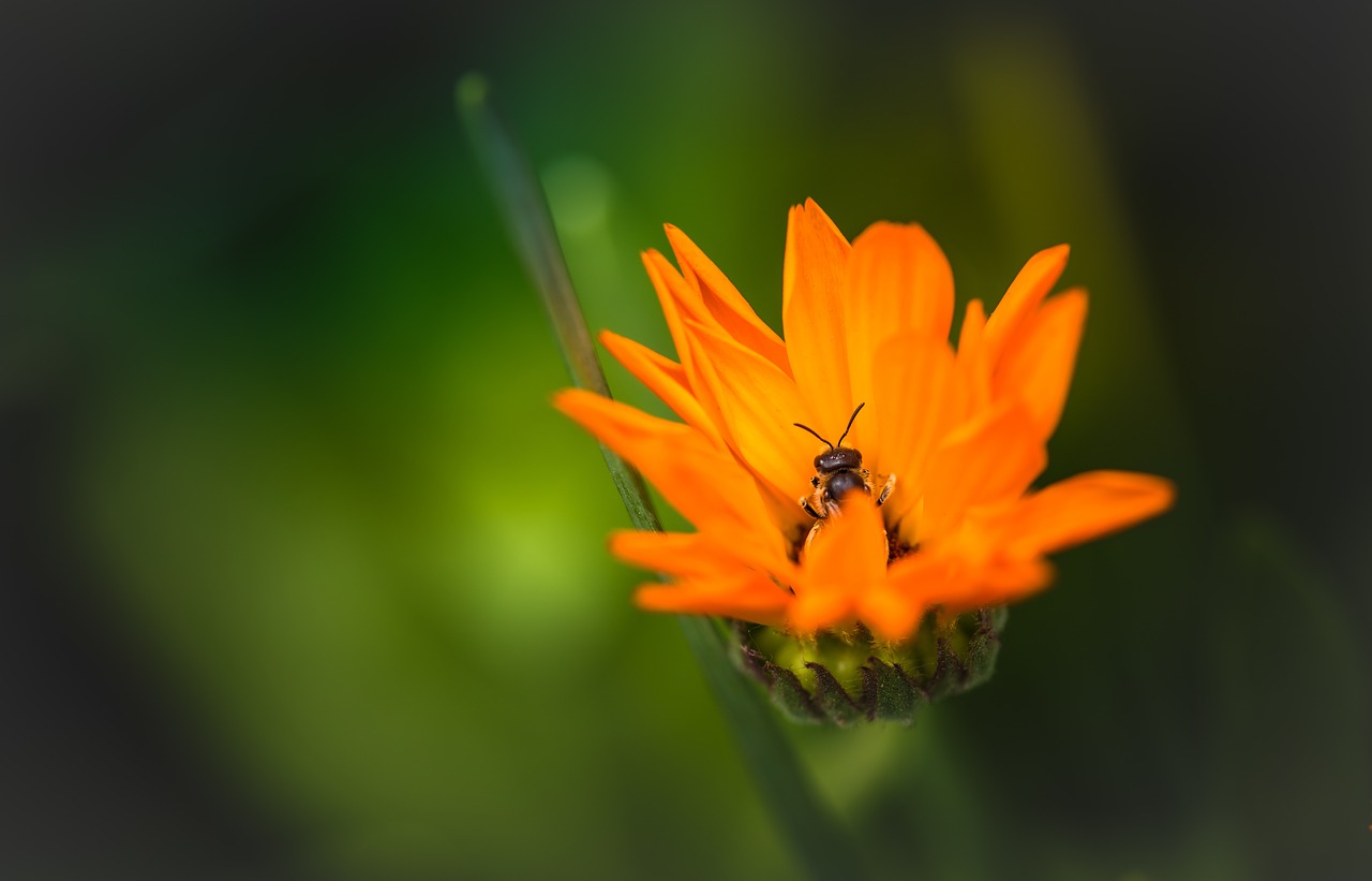 orange flower nature free photo