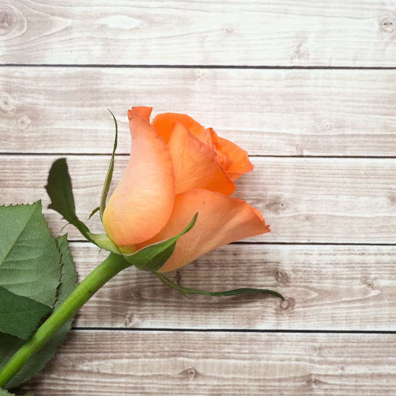 orange petal roses free photo