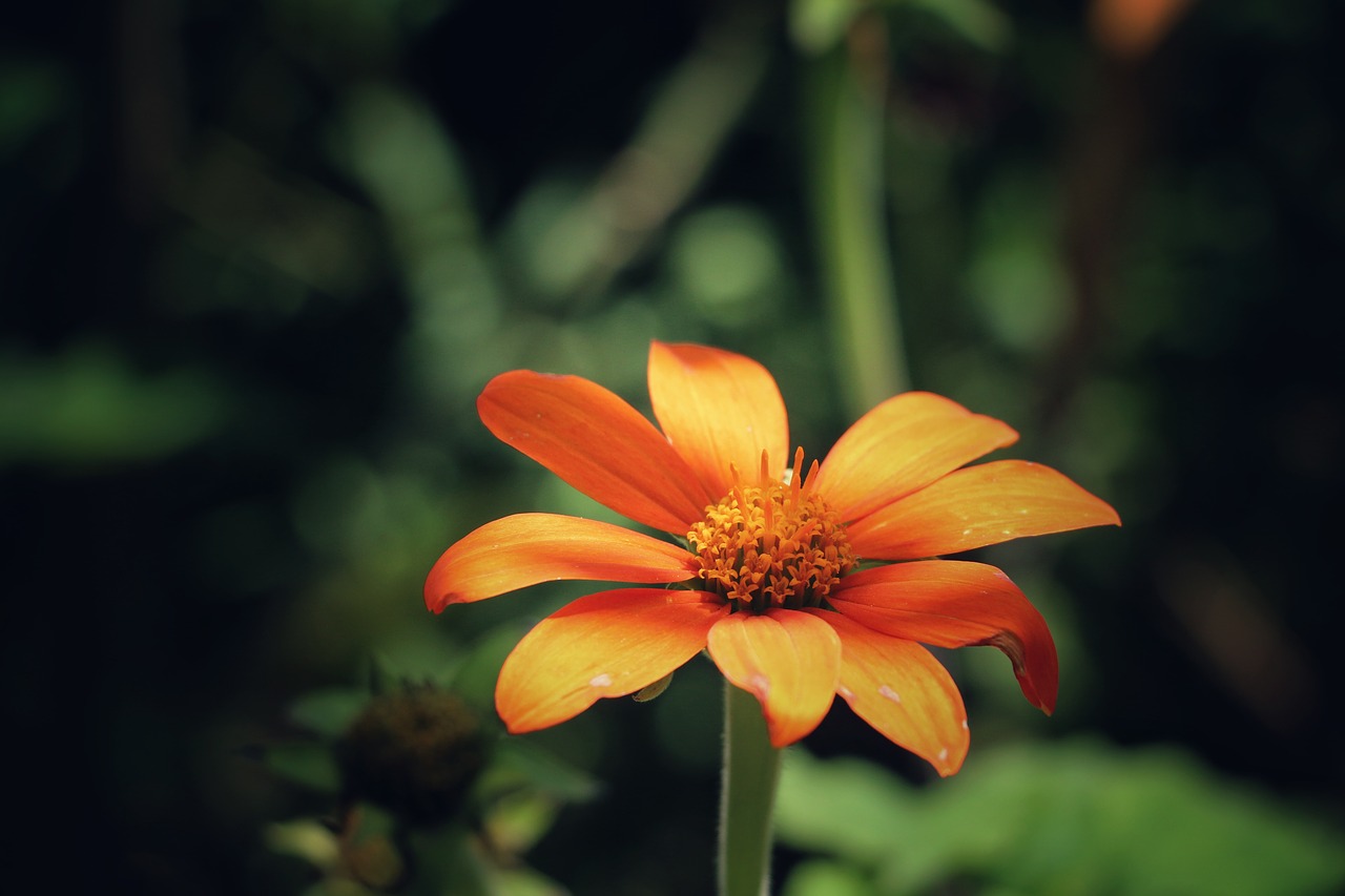 orange flower petal free photo