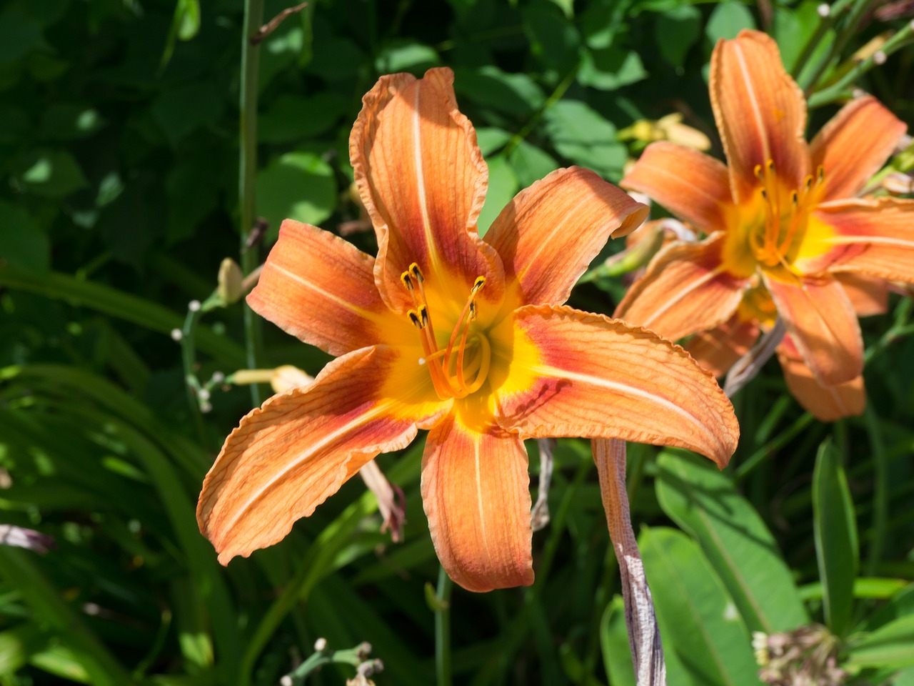 orange petal flower free photo