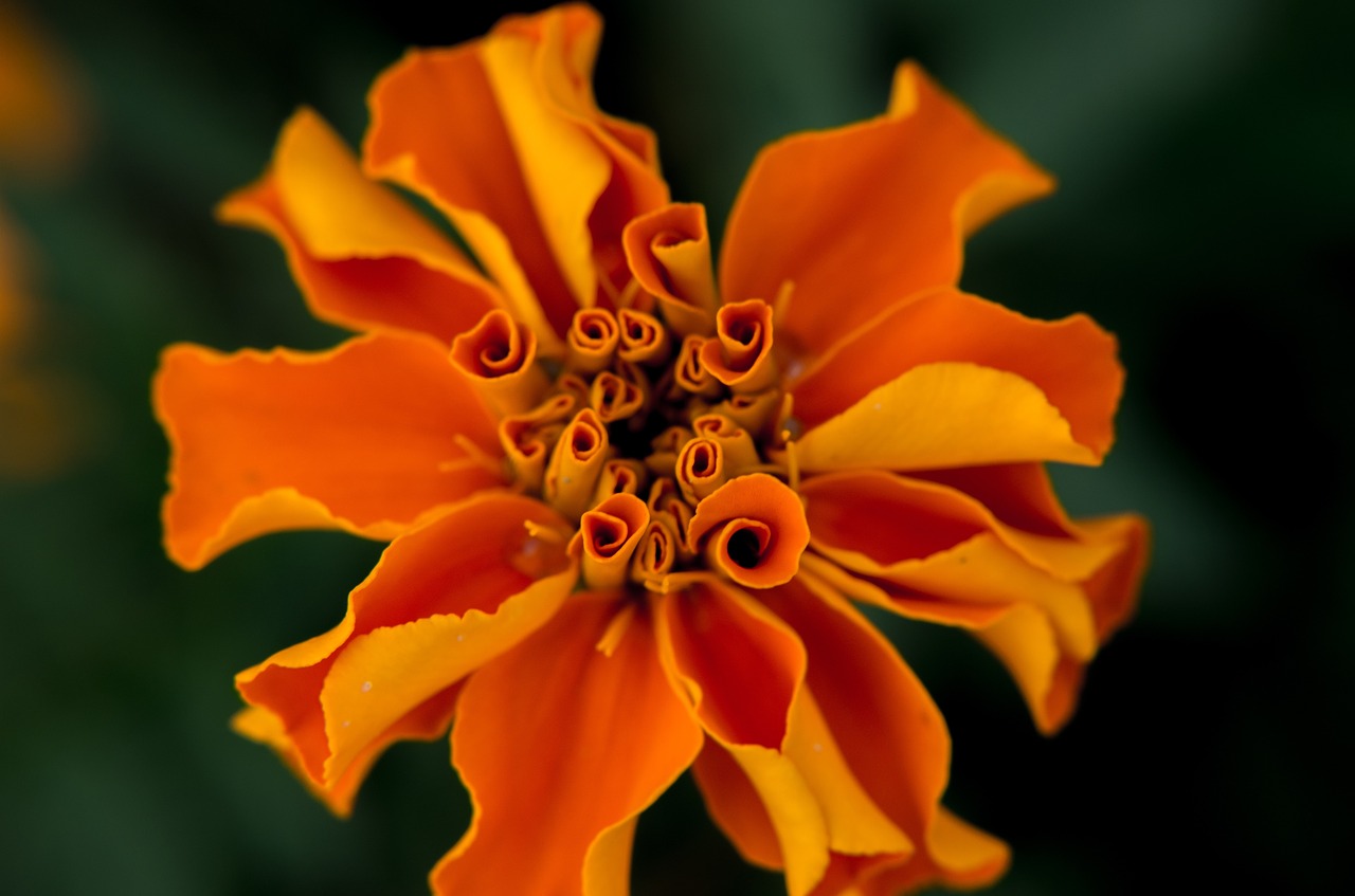 orange petal flower free photo