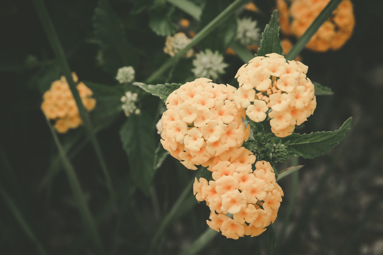 orange flower petal free photo