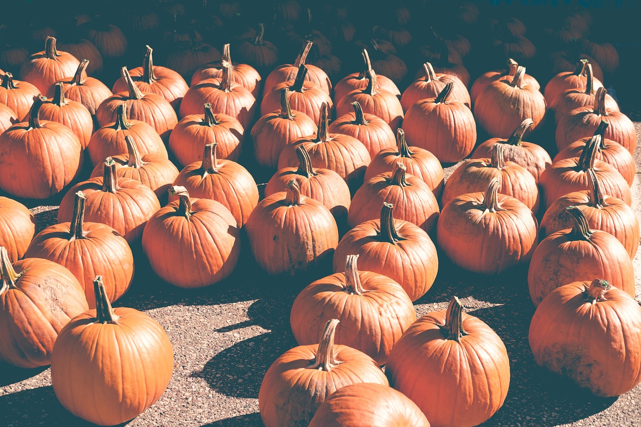 orange pumpkins halloween free photo