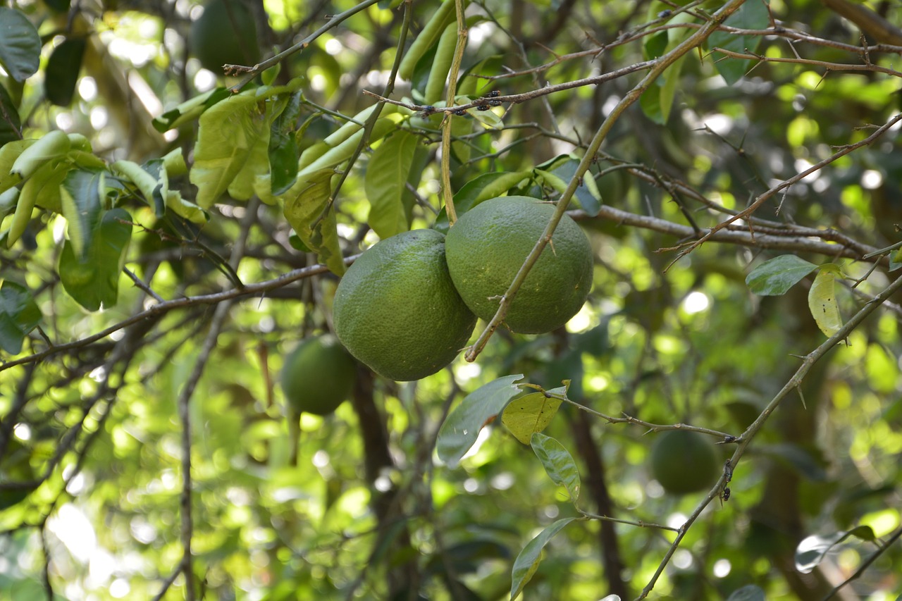 orange green fruit free photo