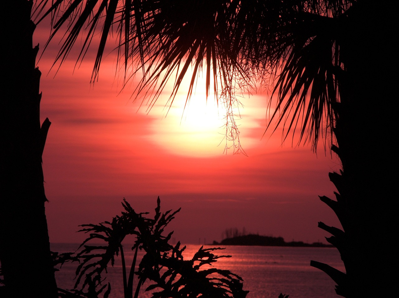 orange sunset palm trees free photo