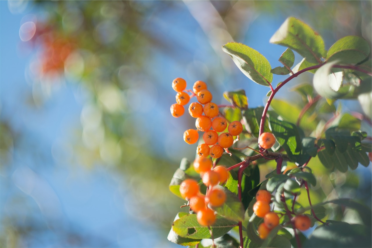 orange berries trees free photo