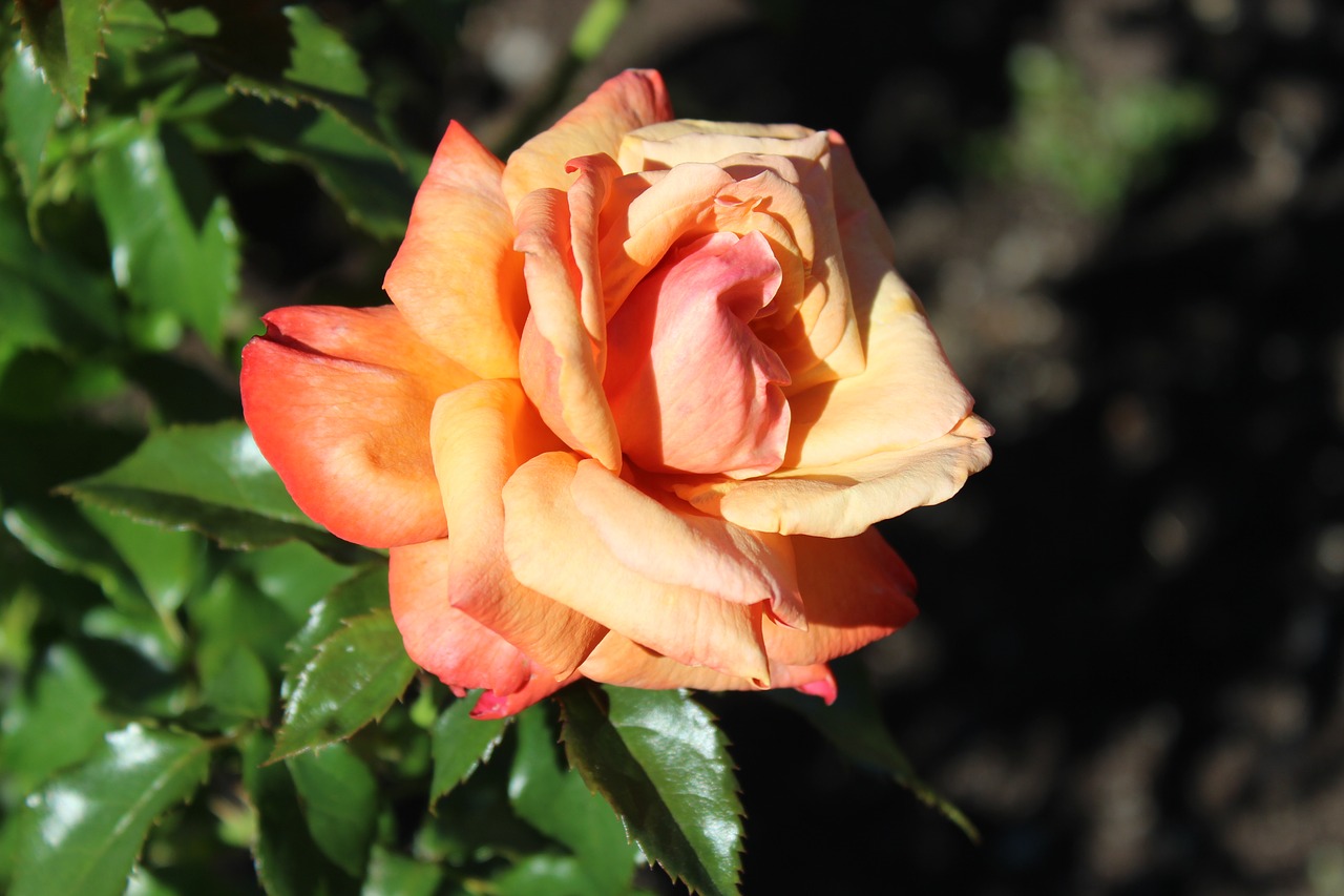 orange flower orange flower free photo