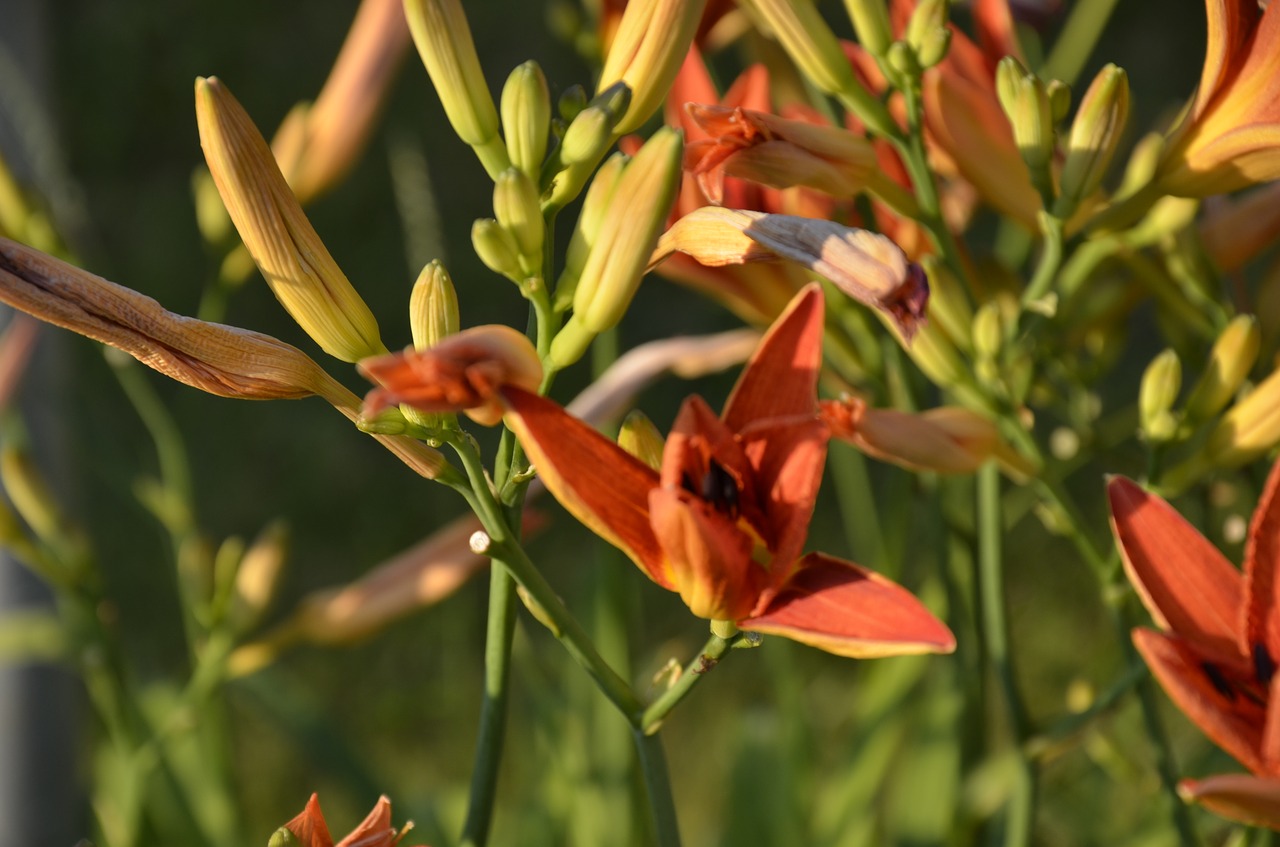 orange flowers blossom free photo