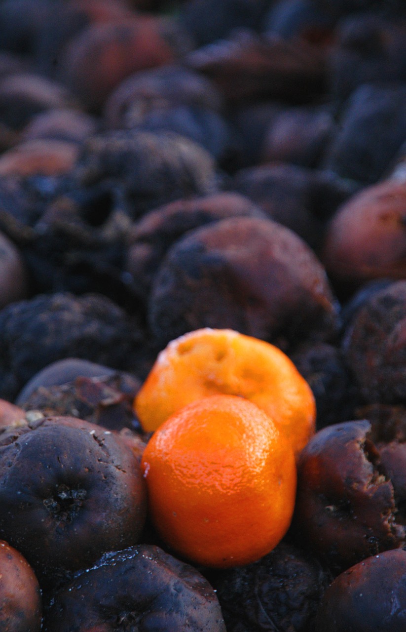orange rotten fruit free pictures free photo