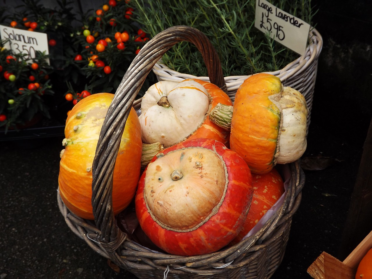 orange autumn halloween free photo