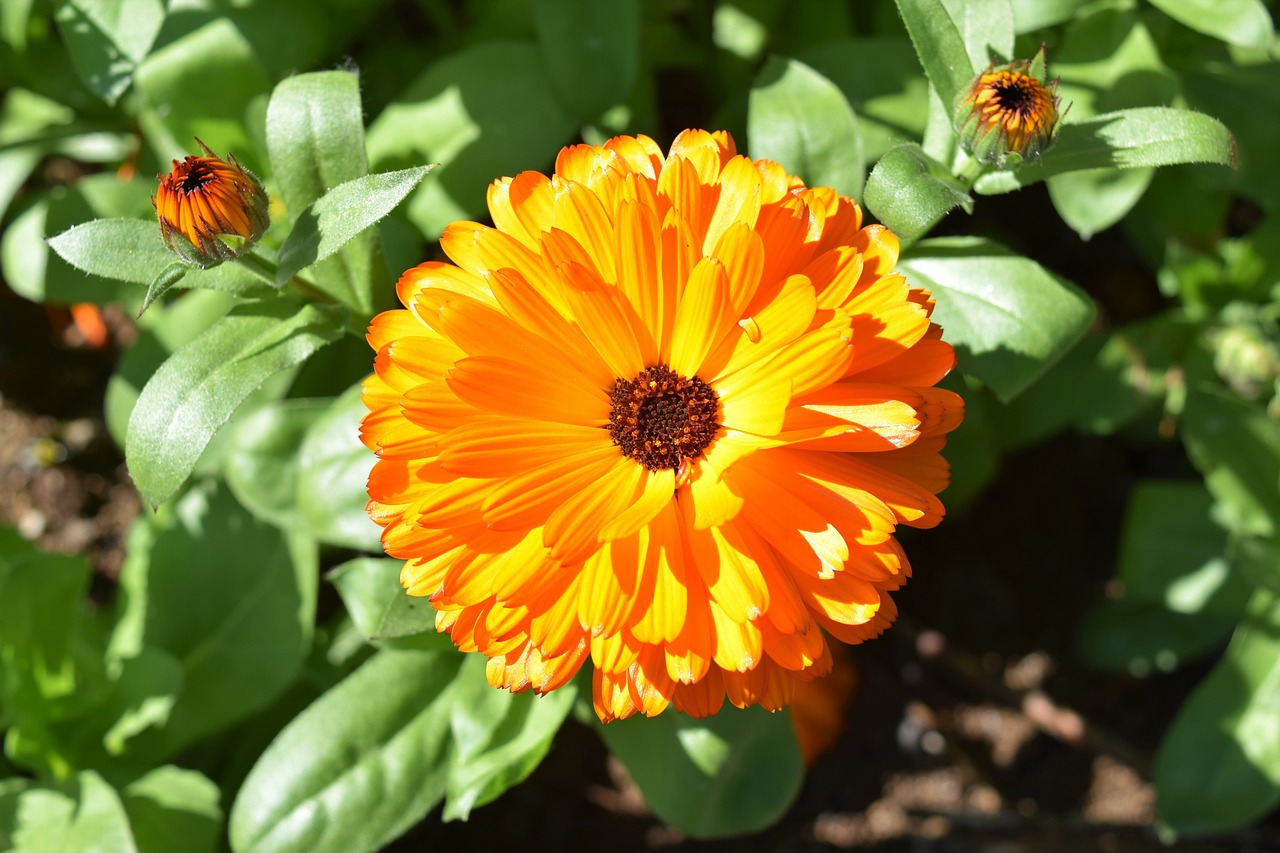 orange flower green free photo