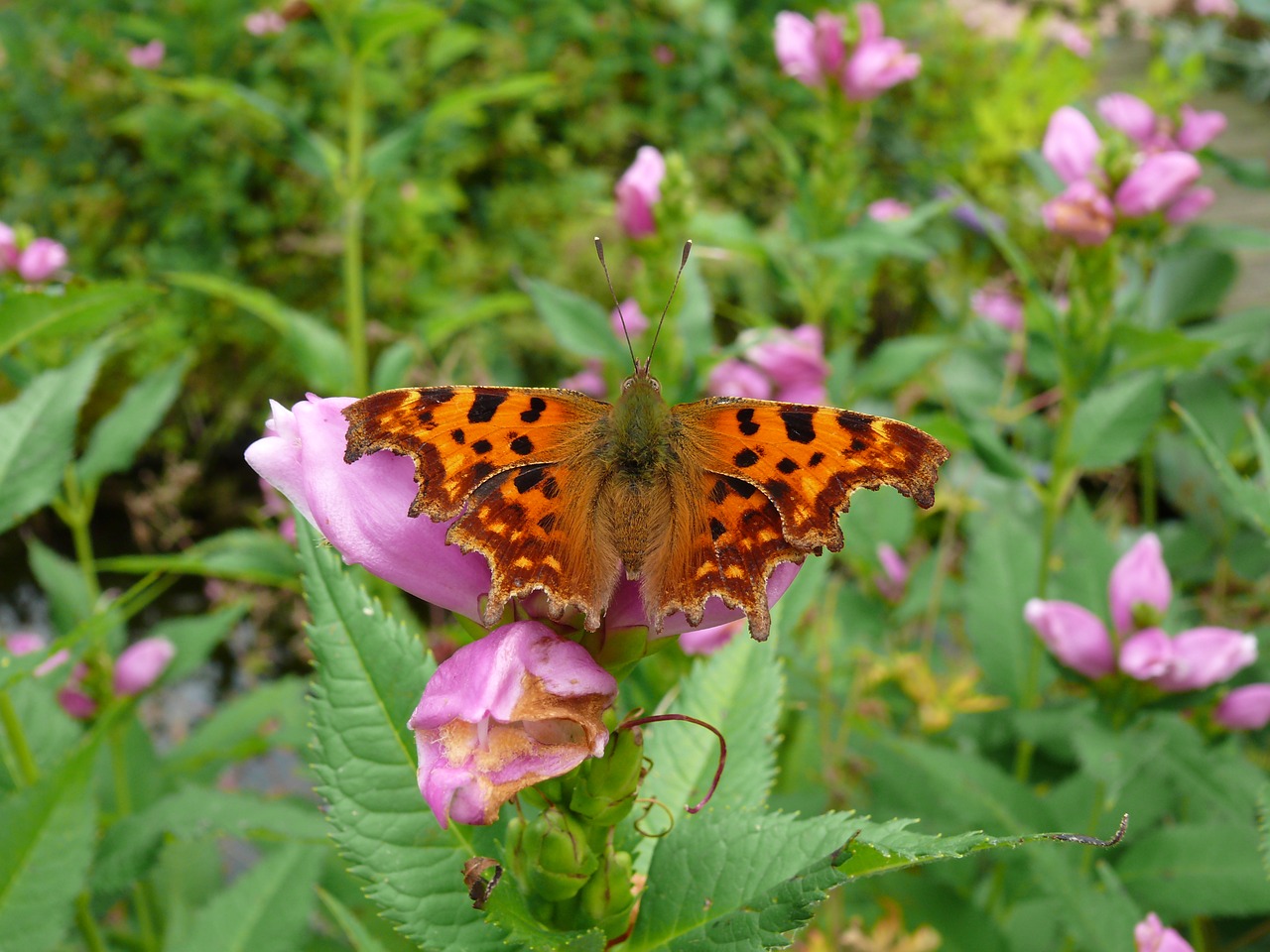 orange butterfly comma butterfly free photo