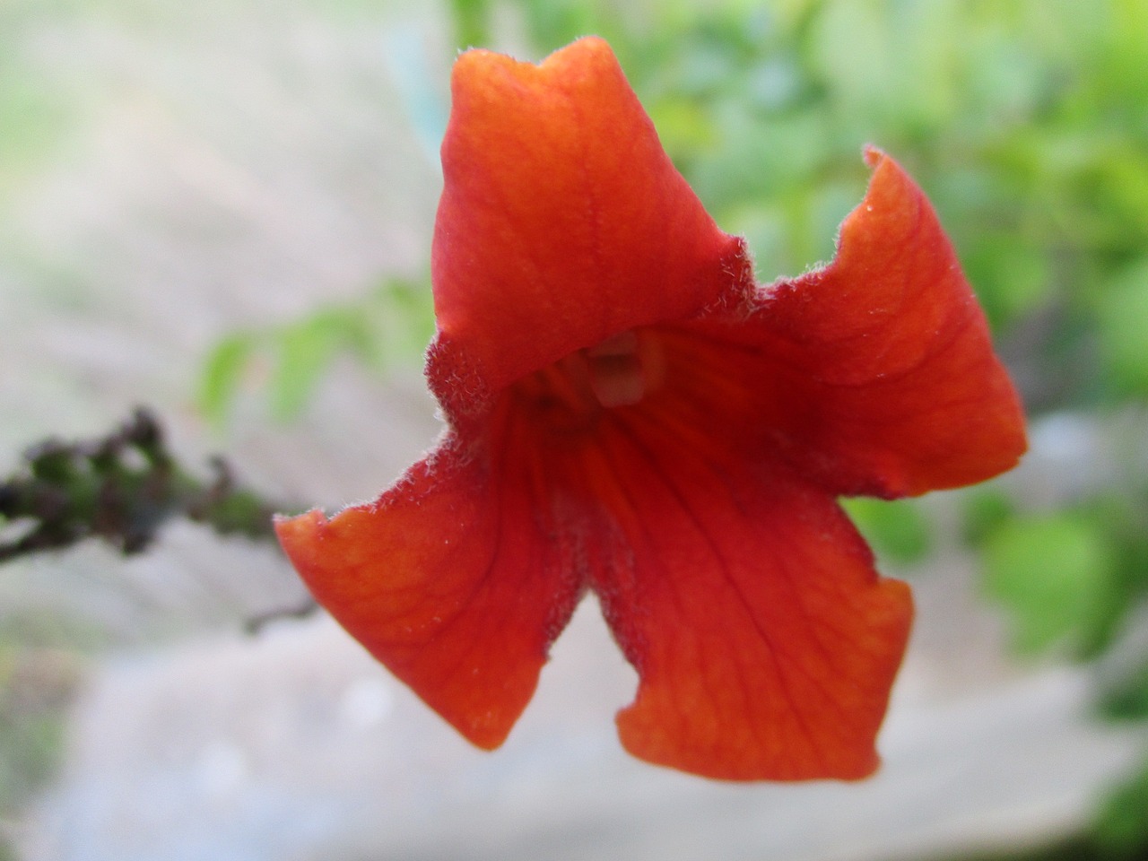 orange trumpet vine garden free photo