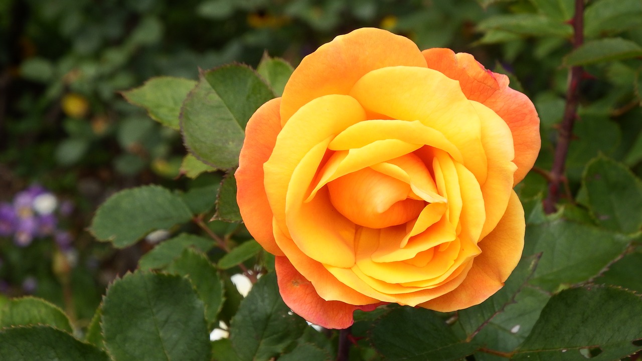 Роза апельсин фото и описание