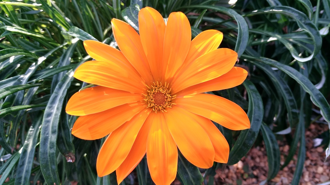 orange flower colorful free photo