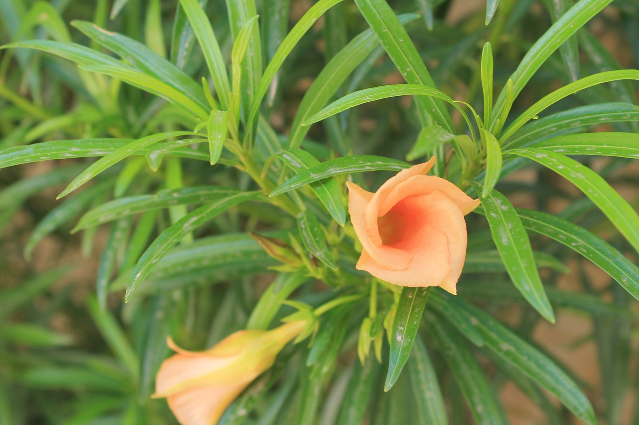 orange flowers green free photo