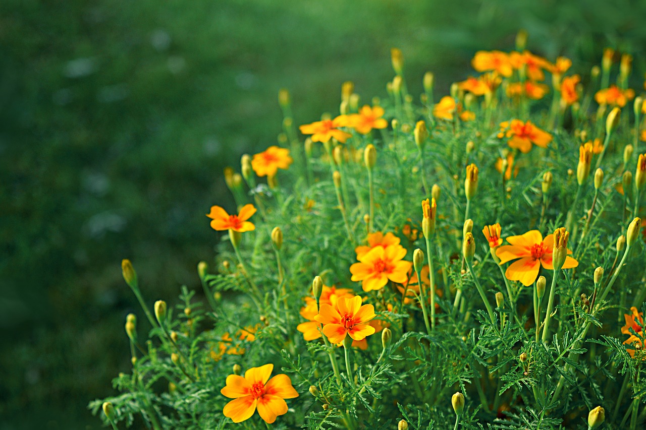 orange yellow flowers free photo