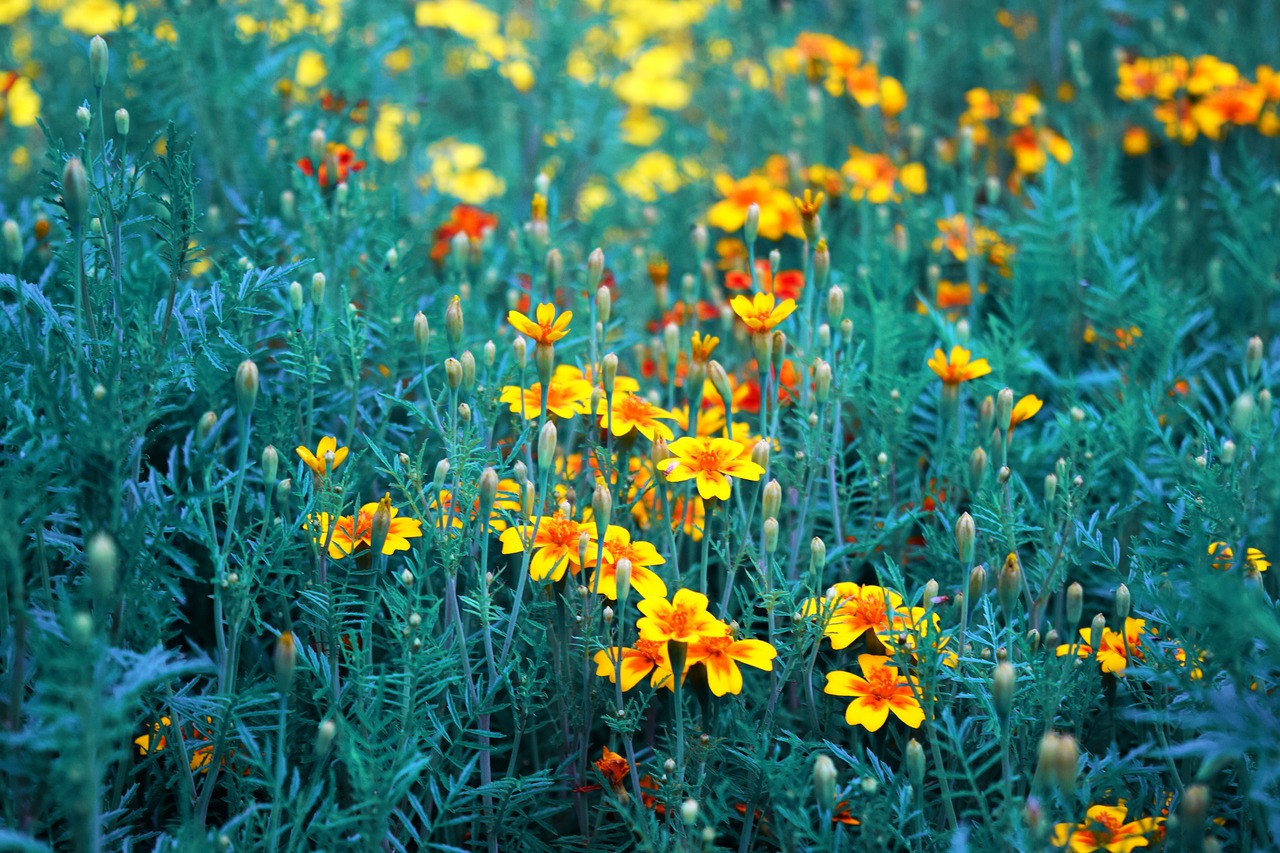 orange yellow flowers free photo