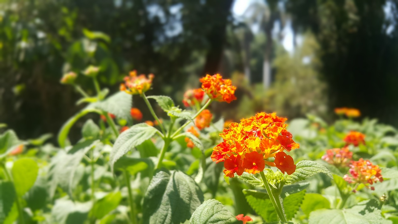 orange flower plant free photo