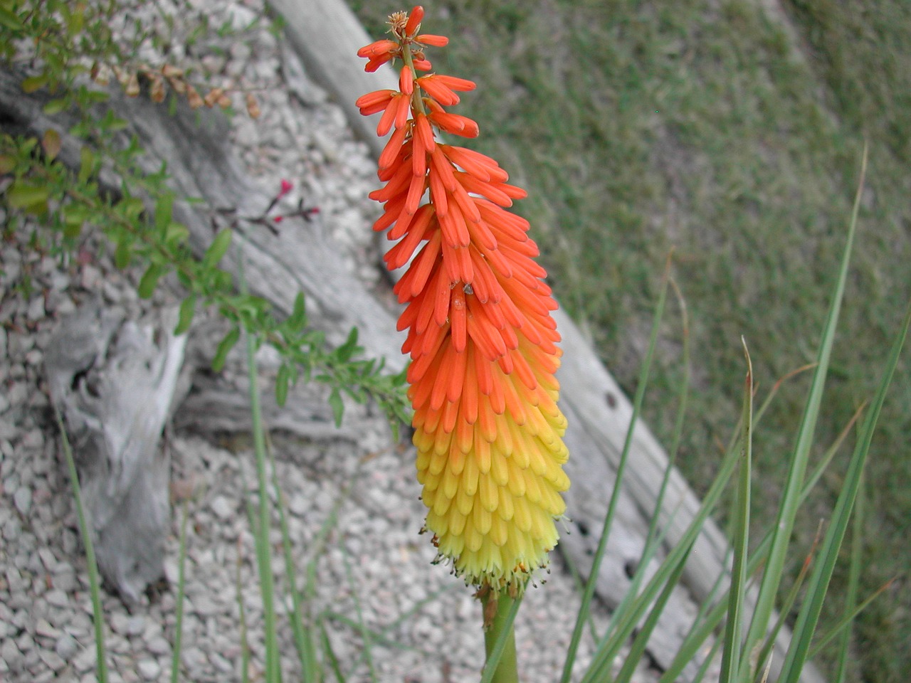 orange yellow flower free photo