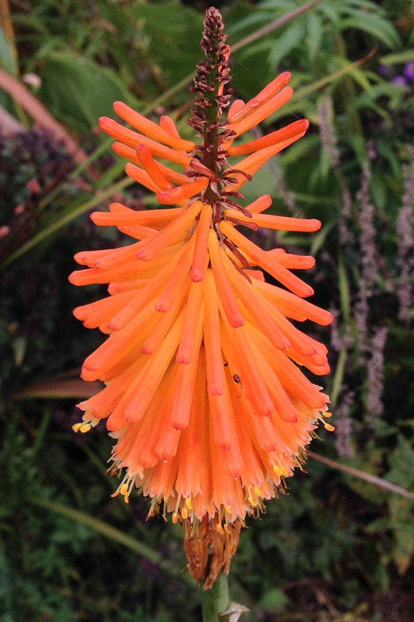 orange spiky flower free photo