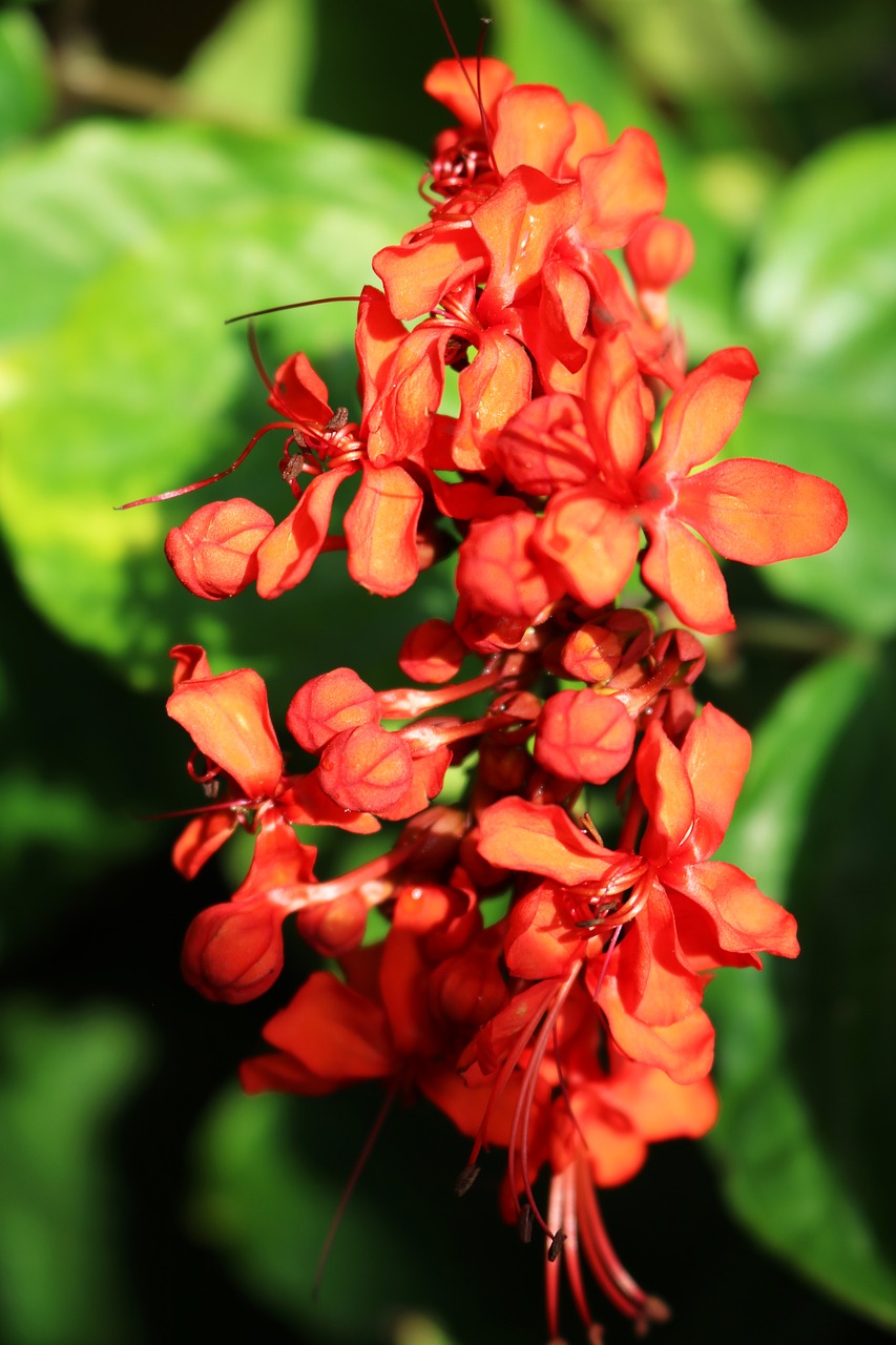 orange flowers green free photo